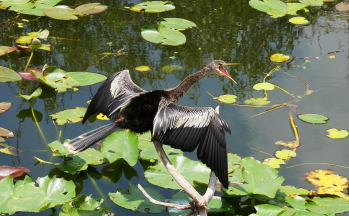 Anhinga