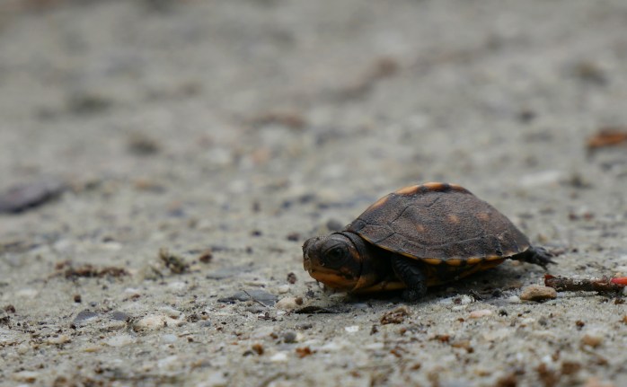 Babyturtle