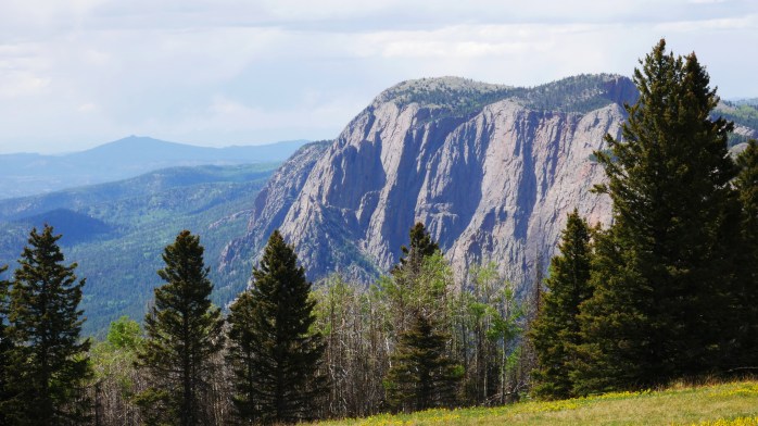 Forest New Mexico
