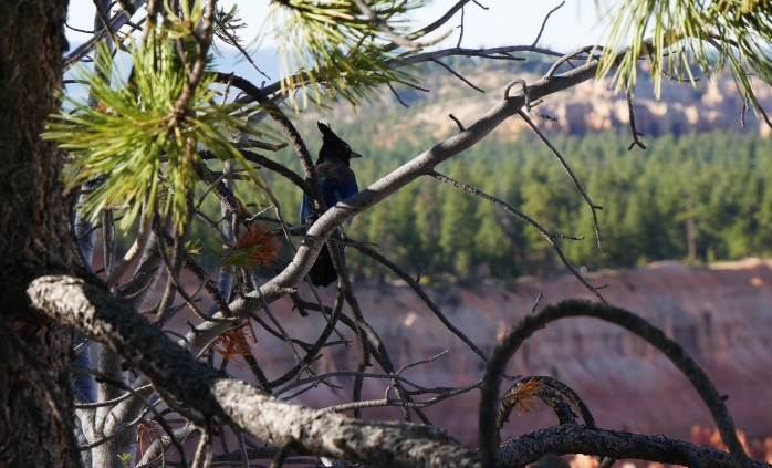 Stellers Jay