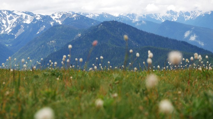 Hurricane Ridge Panorama