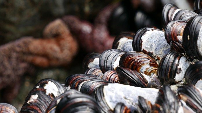 Tofino Muscheln