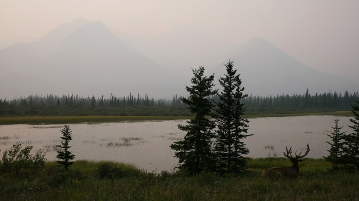 Wapiti Panorama