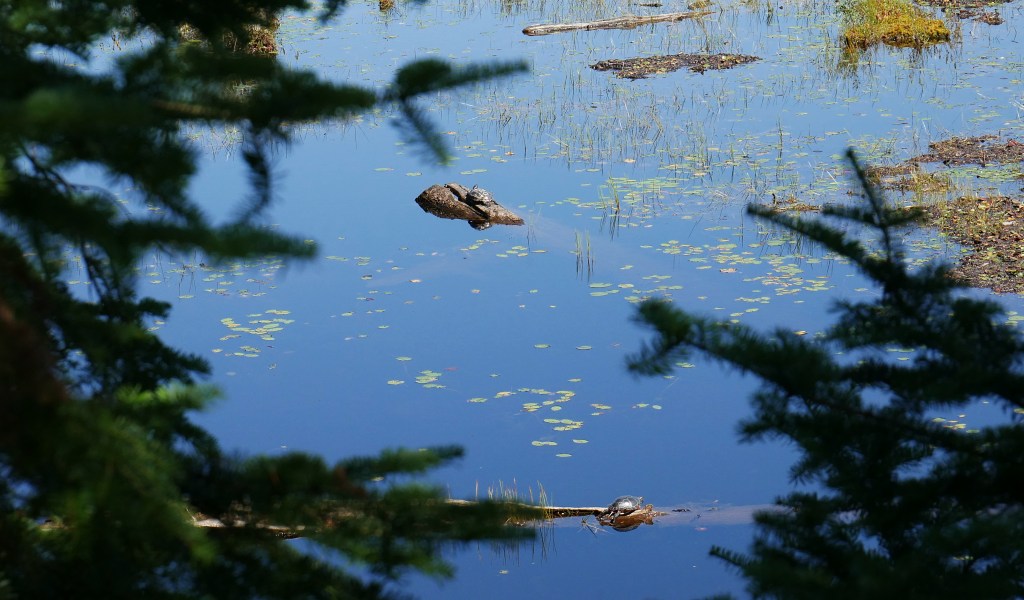 Algonquin Turtles